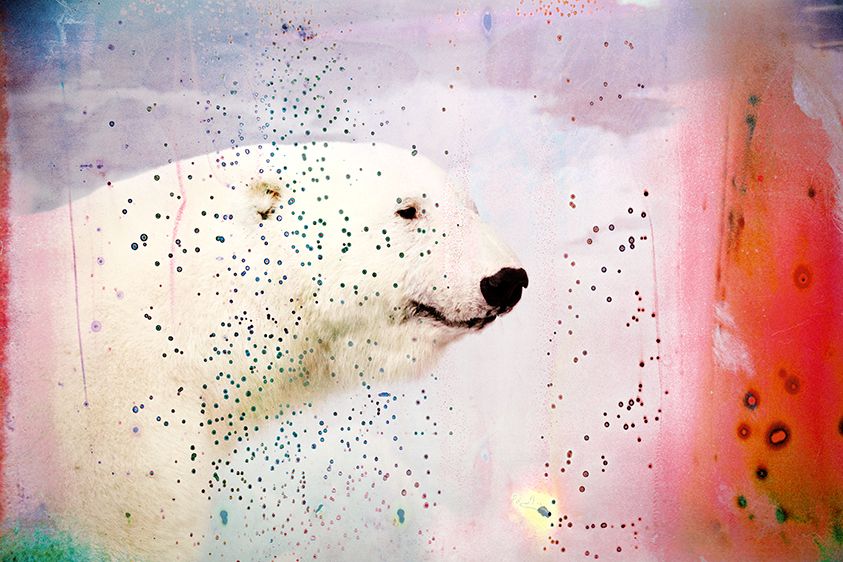 Polar Bear-Vulnerable