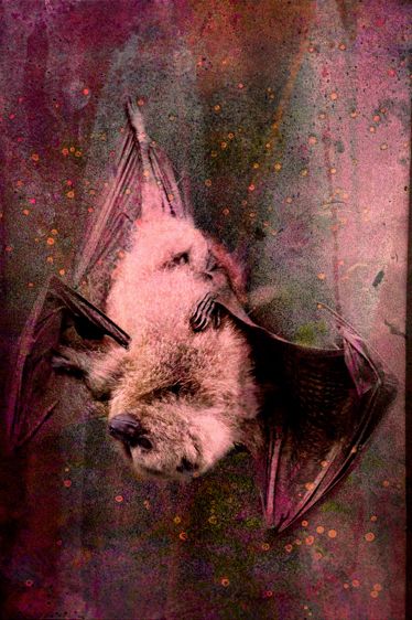 Rodrigues Fruit Bat-Endangered