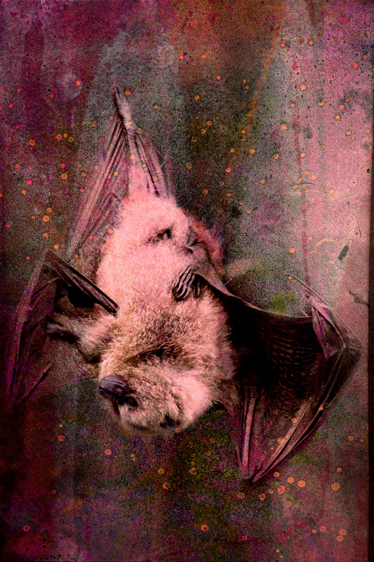 Rodrigues Fruit Bat-Endangered