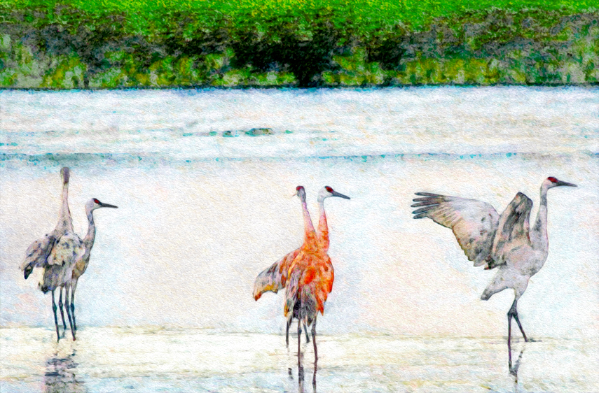 Sandhill Cranes, Monte Vista National Wildlife Refuge, CO, #2