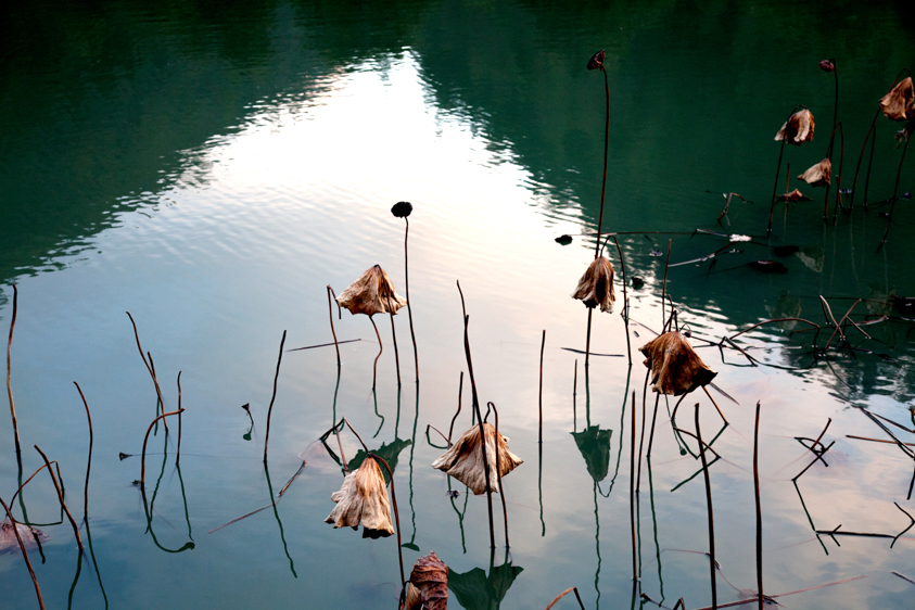 Xidi Ancient Village, China, Copyright Melissa Lynn 2019 Lotus