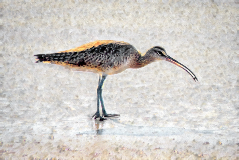 Whimbrel, Ballona Wetlands, CA