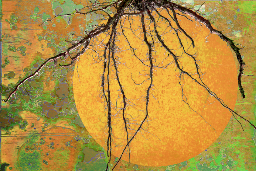 Vegetable Roots, Urban Farm, Colorado