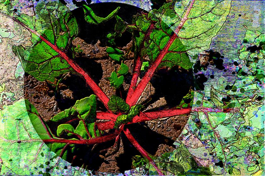 Red Chard