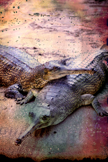 Slender-snouted Crocodile-Critically Endangered