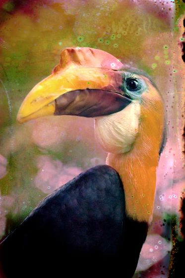 Wrinkled Hornbill-Endangered