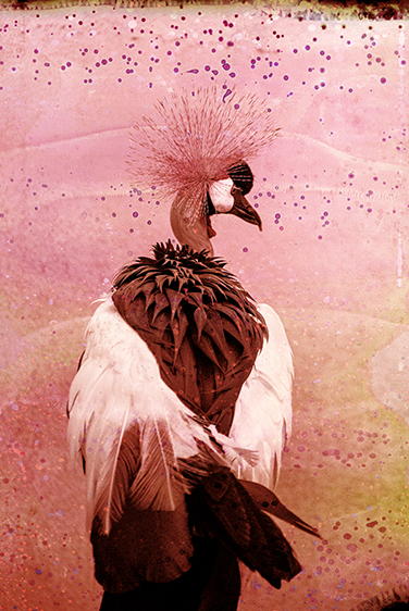 Grey Crowned Crane-Endangered