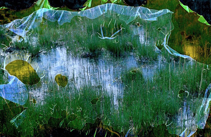 Arrowgrass, High Creek Fen