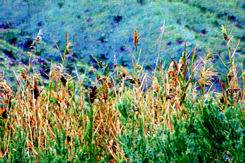 Wetlands, Coachella Valley Preserve, CA