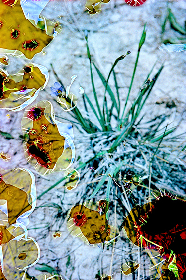 Pale Blue-eyed Grass