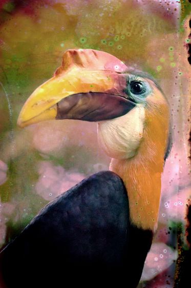 Wrinkled Hornbill-Endangered