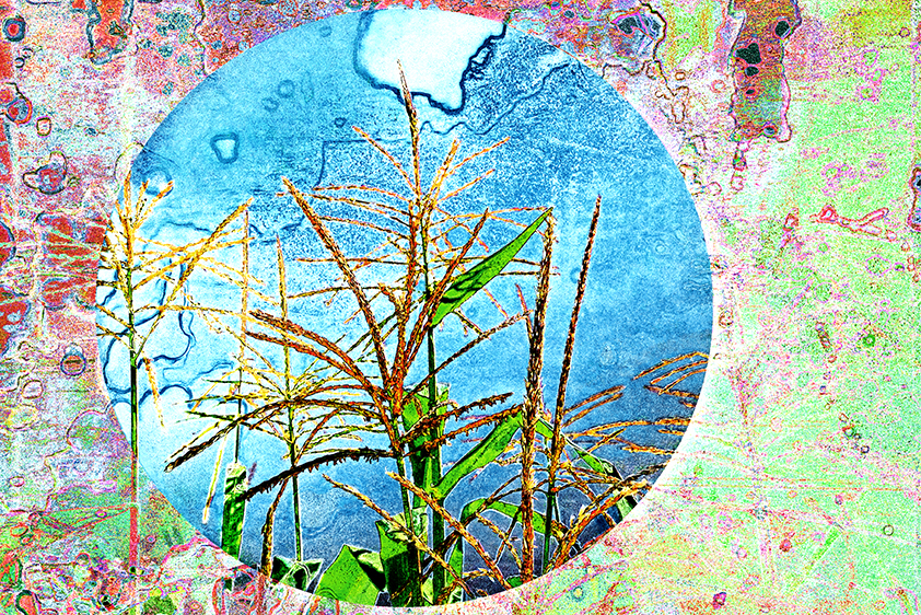 Indigenous Corn, Spirit of the Sun Farm