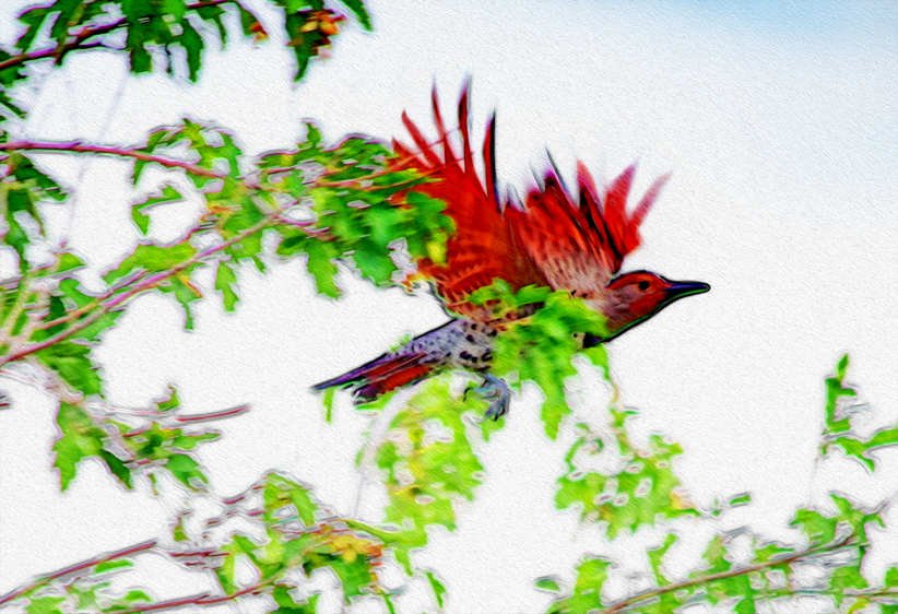 Northern Flicker, Grasmere Lake, CO