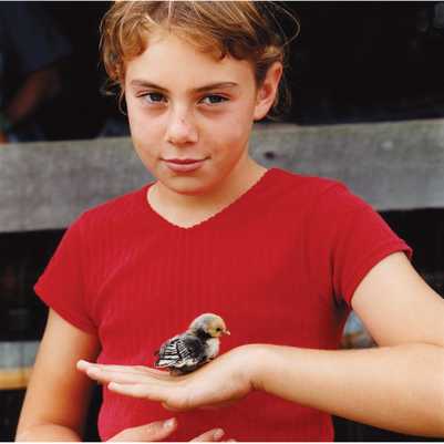 "Two Days Old" Delaware County Fair 2001