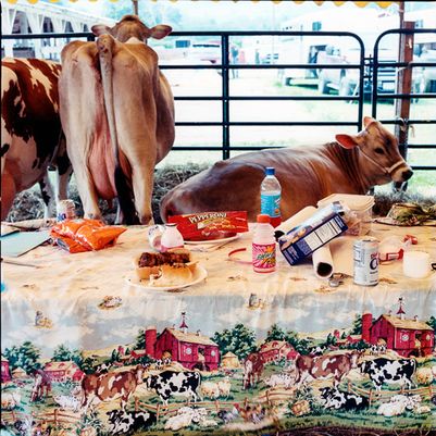 "Lunch Break" Afton County Fair