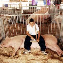 "Thing II Resting" Delaware County Fair 2001