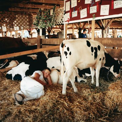"Cow Pillow" Delaware County Fair