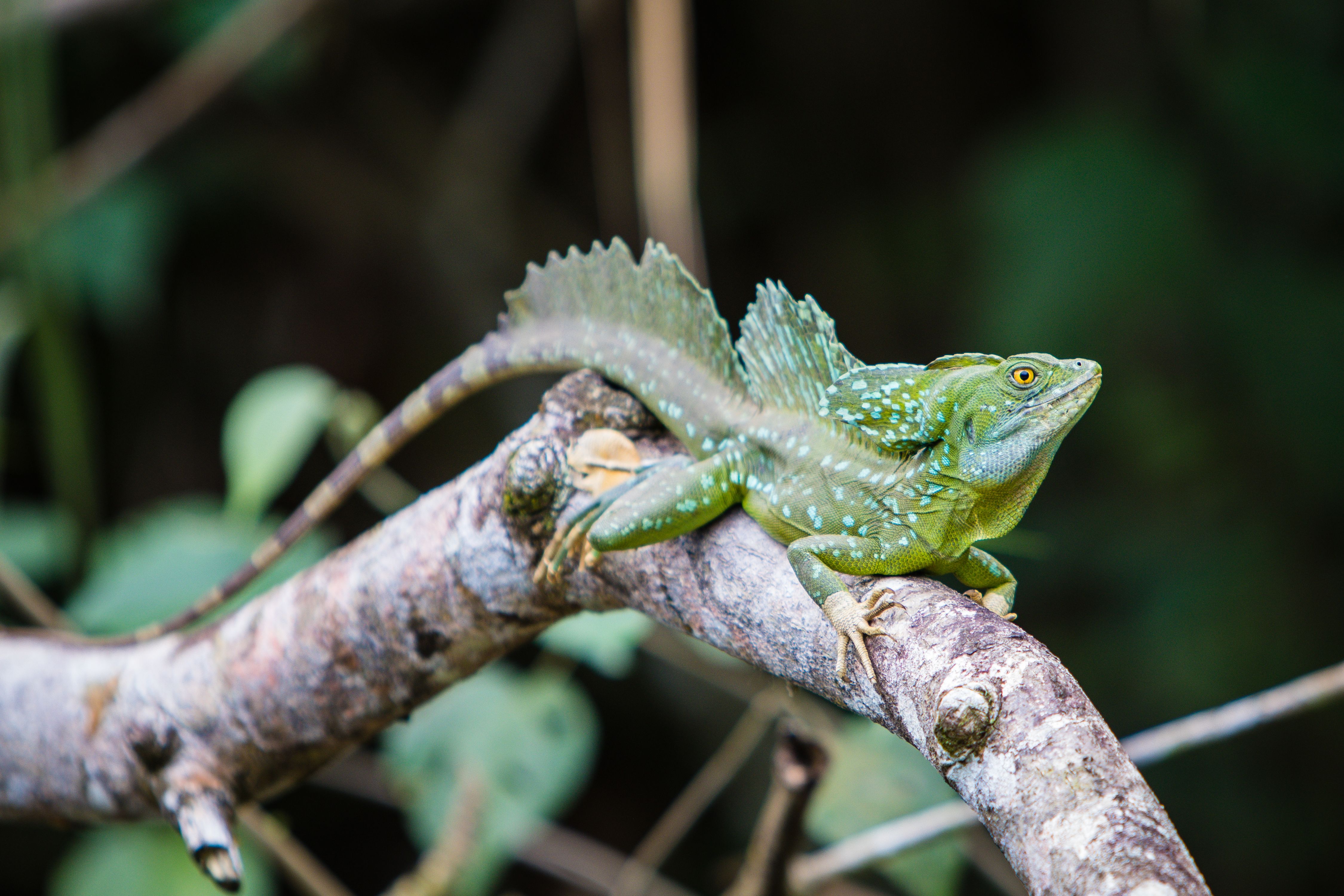 Jesus Lizard, Panama