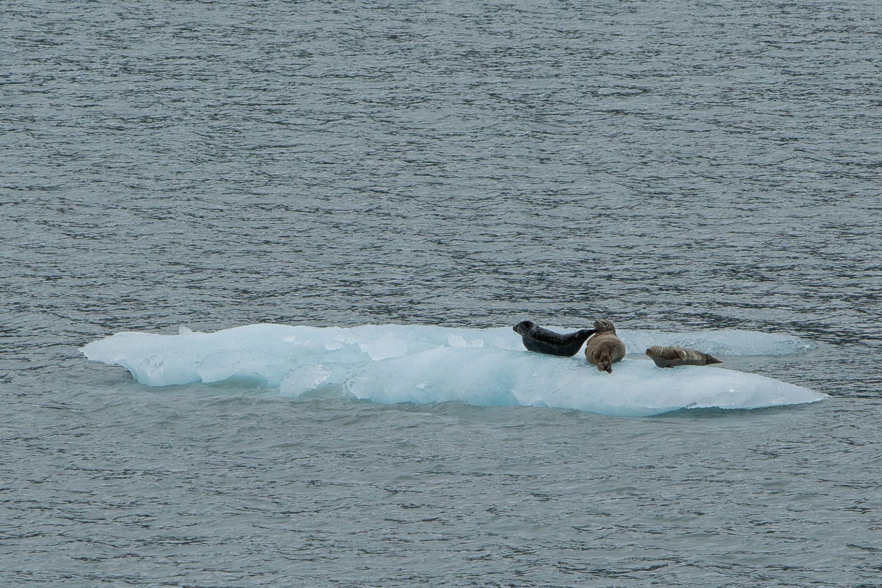 Floating on an Ice Berg
