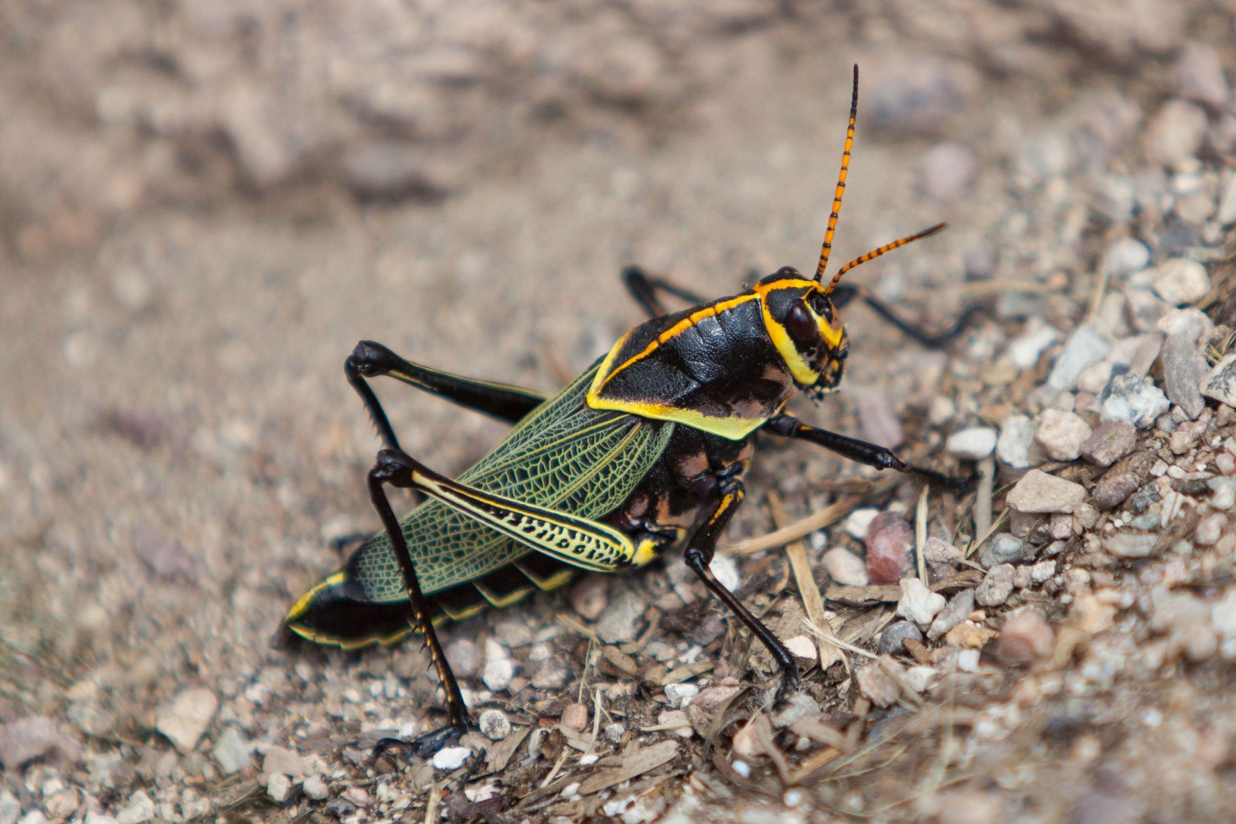 The Horse Lubber Grasshopper