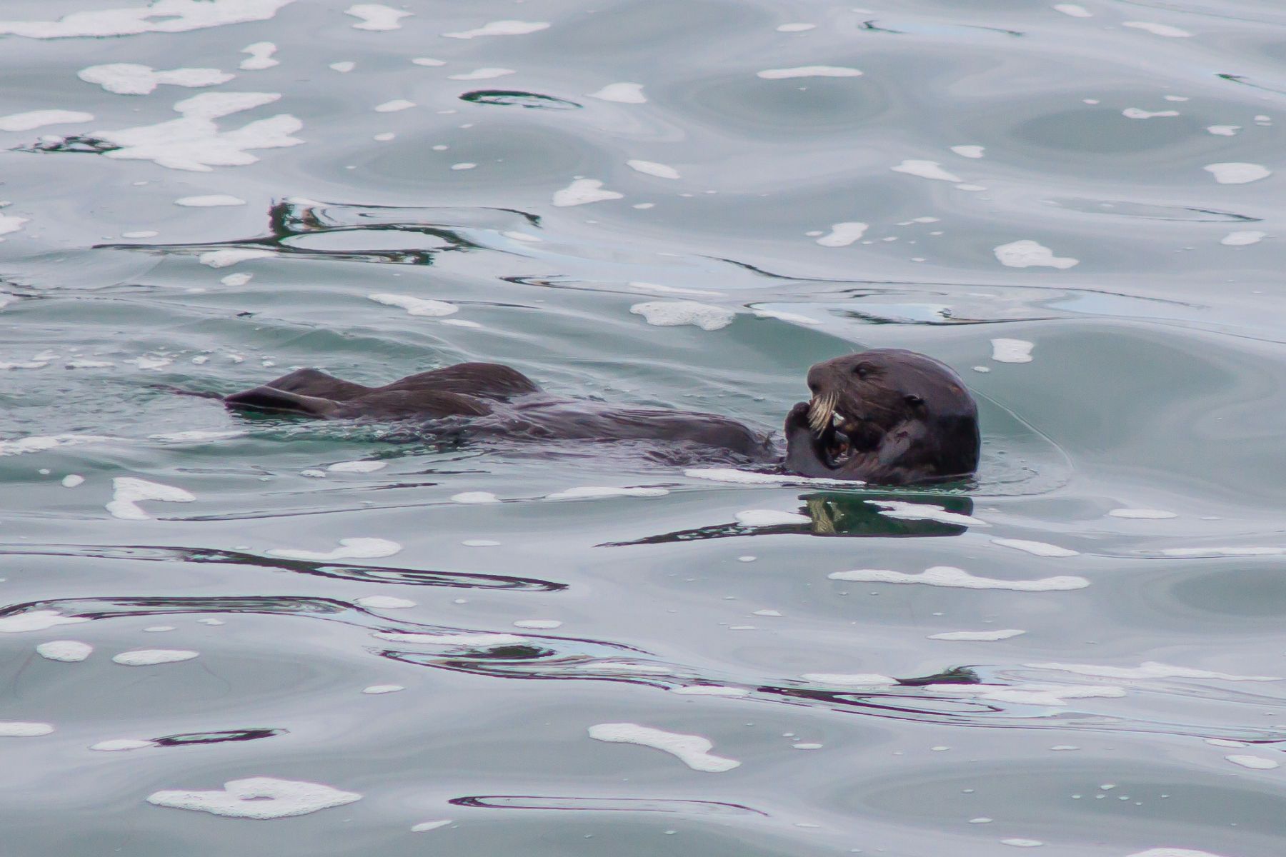 Sea Otter