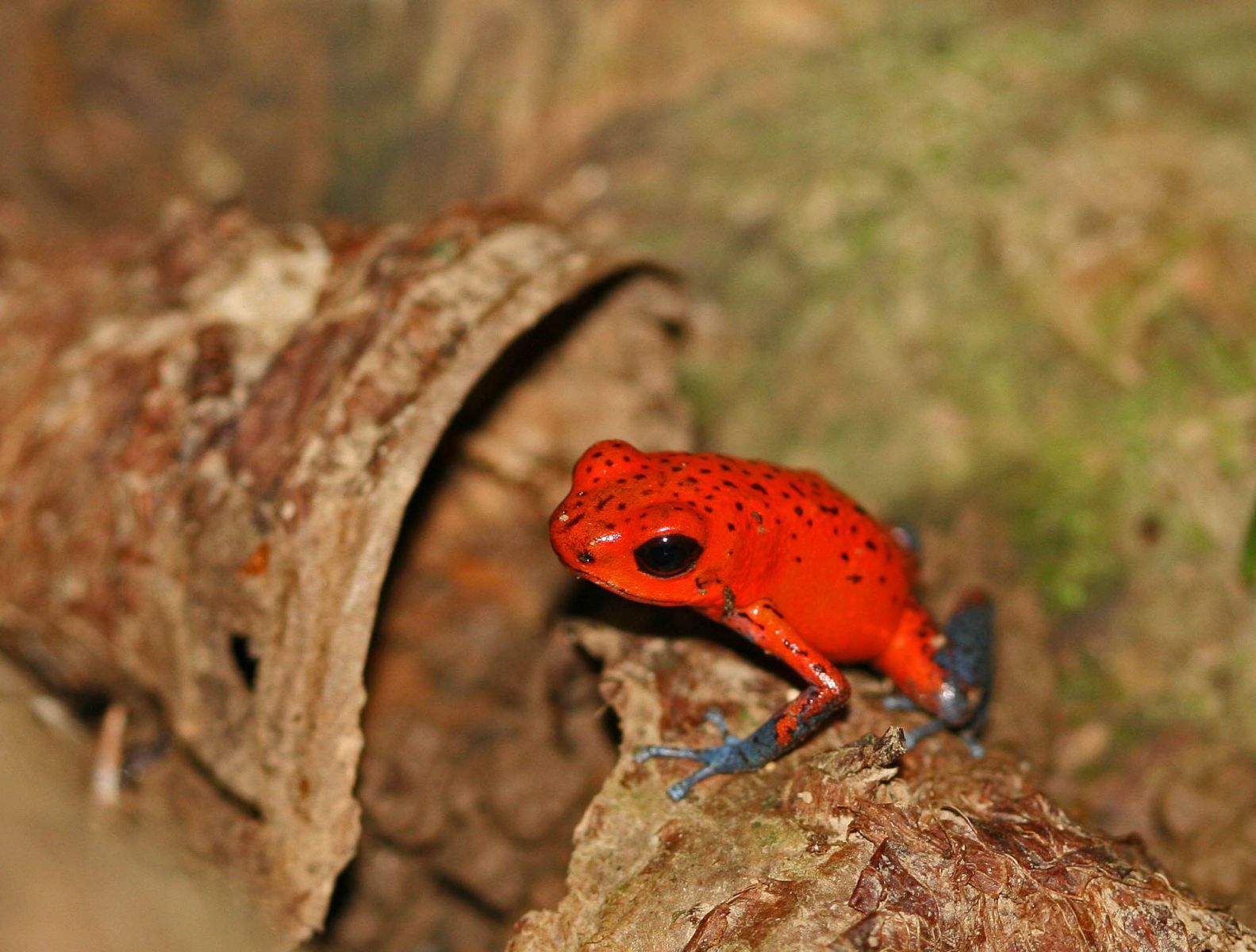 Costa Rica Frog