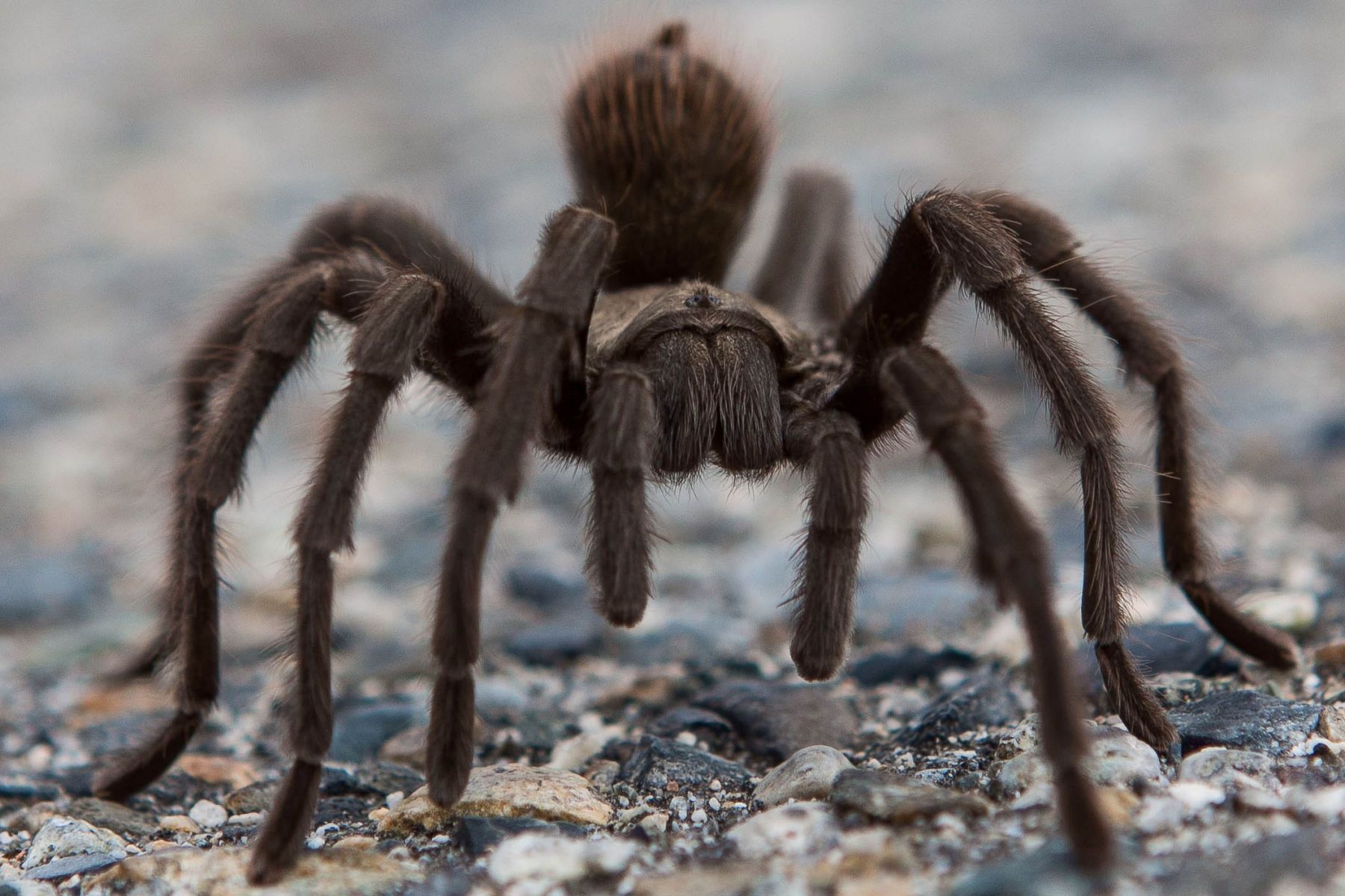 Tarantula