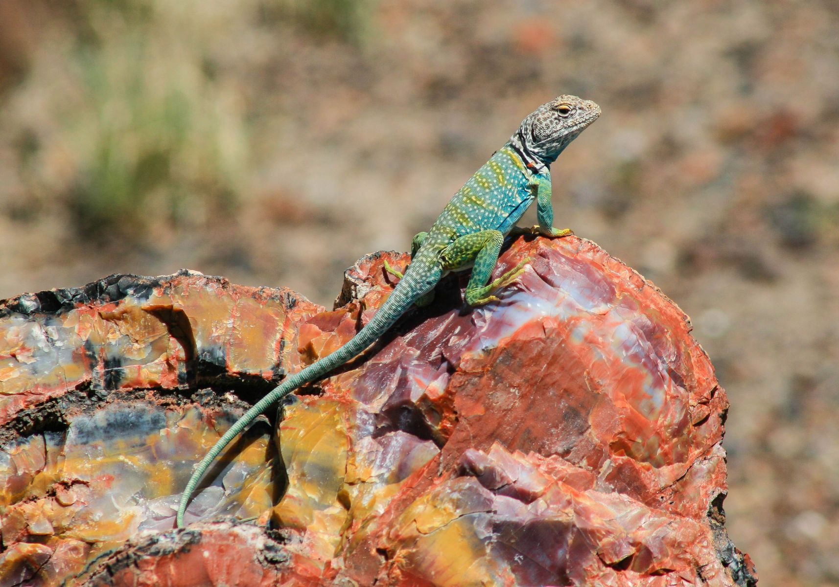 Collared Lizard