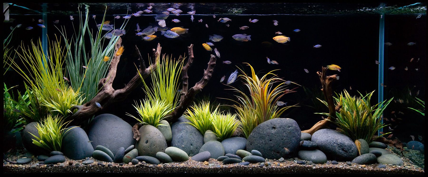 The 11 Best Pet Fish to Start Your Freshwater Aquarium - PureWow