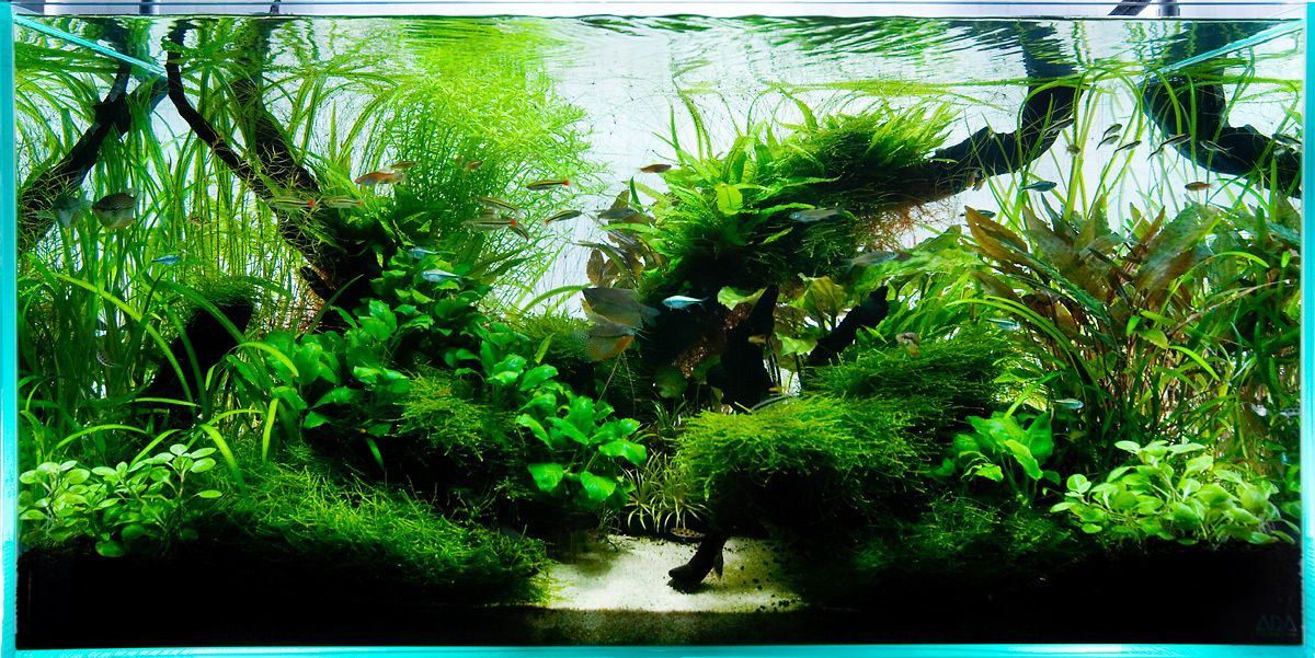 Aquarium Design Group