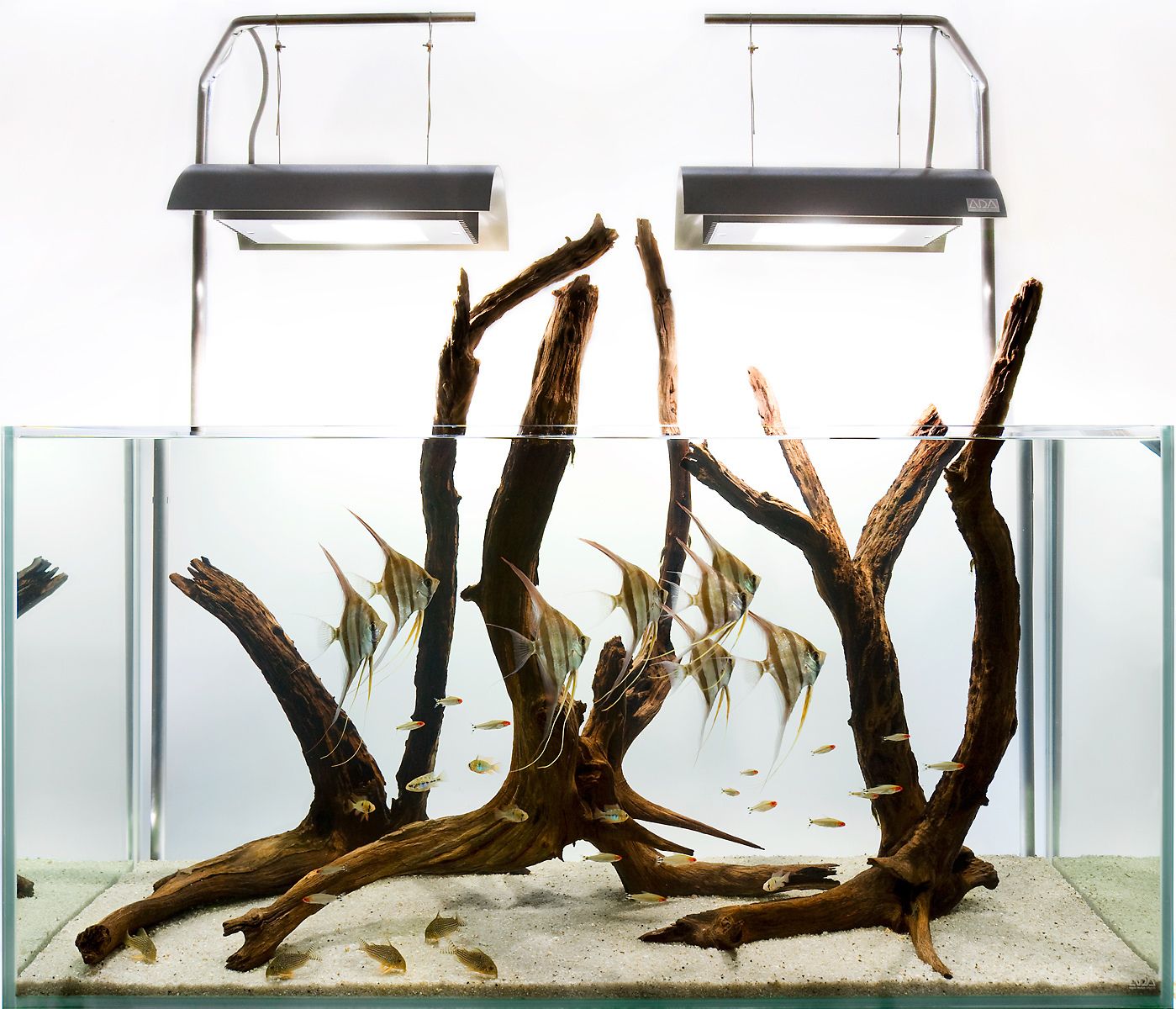 An Altum angelfish hardscape