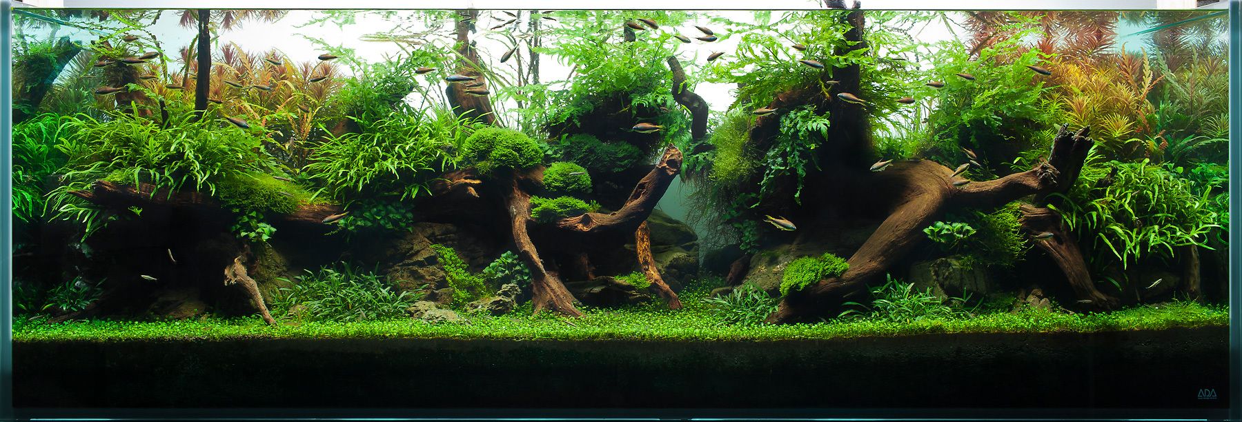 Ada fish outlet tank