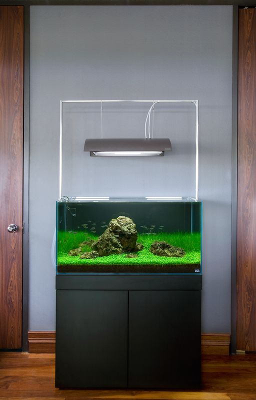 Aquarium Design Group