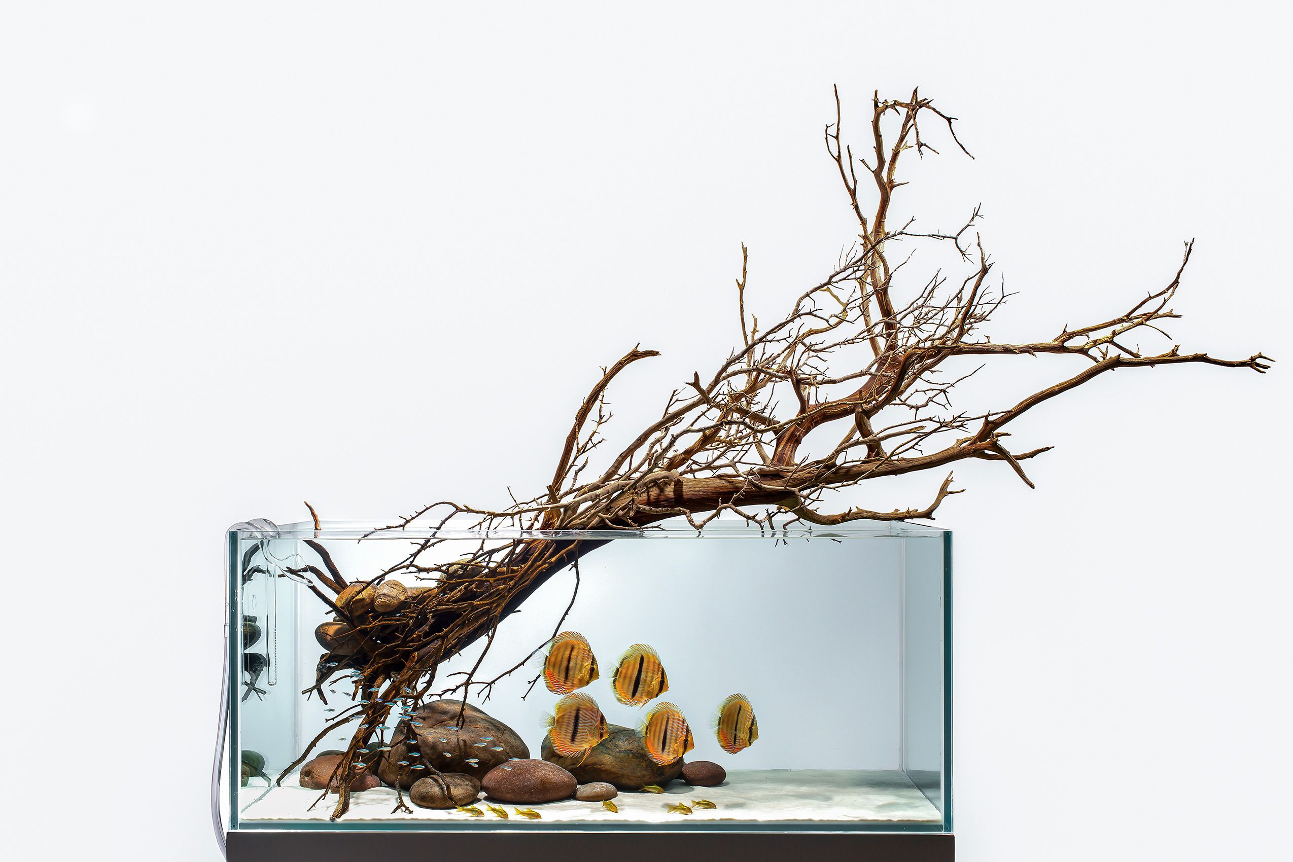 Dramatic Discus Hardscape.jpg