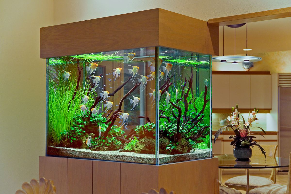 aquarium aquascape