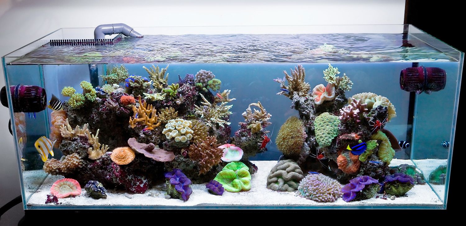 Aqua Design Amano 120-P Overflow model Open Top Reef Aquarium