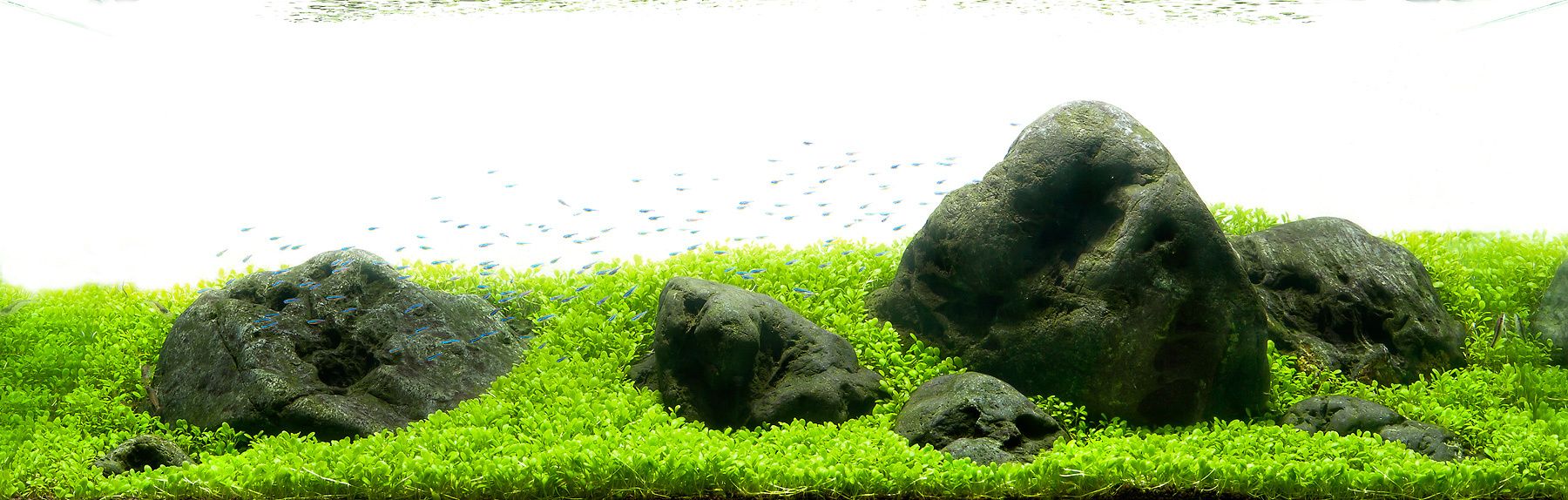 Freshwater Aquatic Plants: Christmas Moss - Hakkai Aquascape Design Gallery