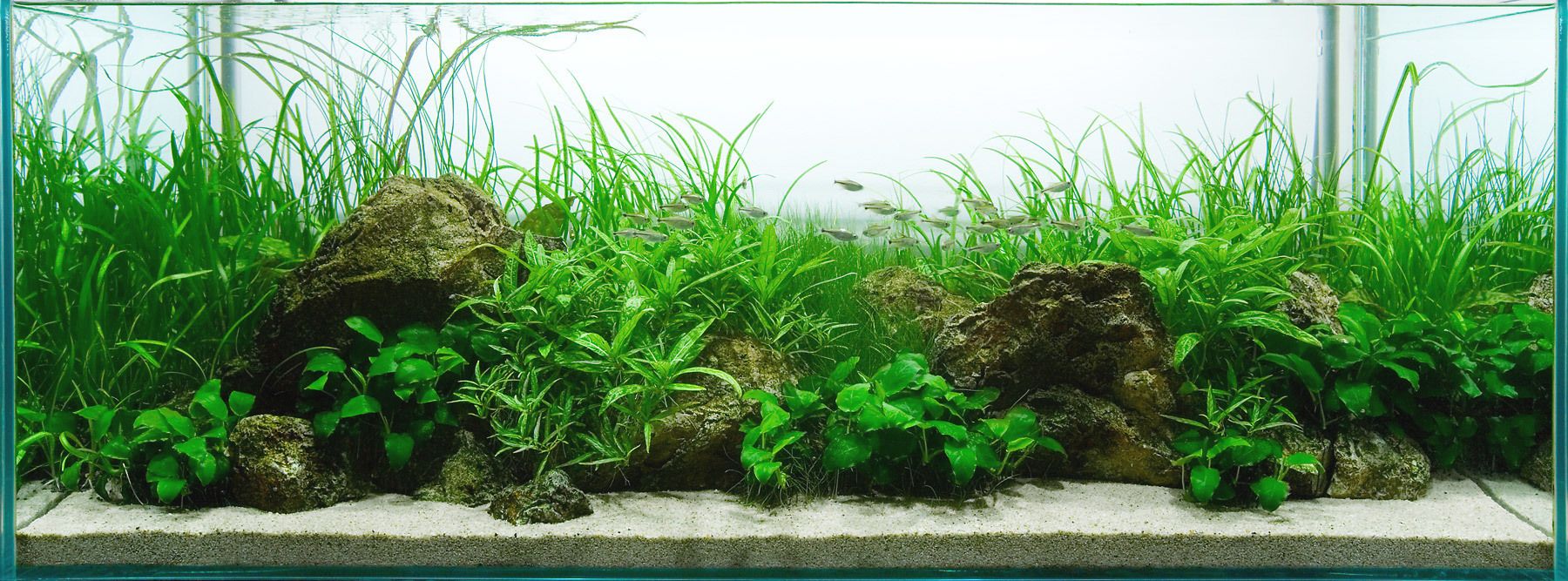 Aquarium Design Group