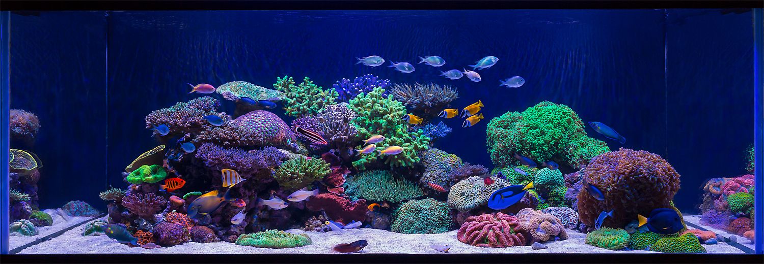 51 Aquarium Layout Design Software Gratis Terbaru