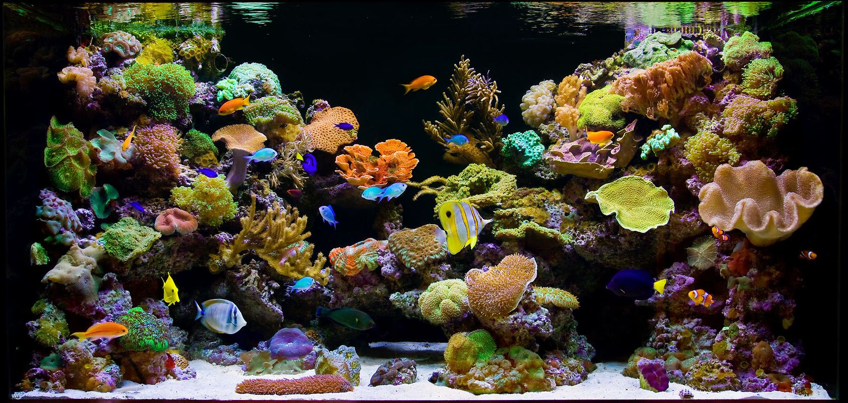 coral reef design