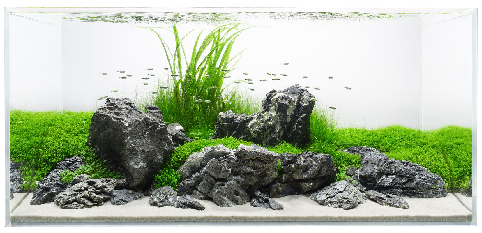 Minimalist Aquascape Freshwater