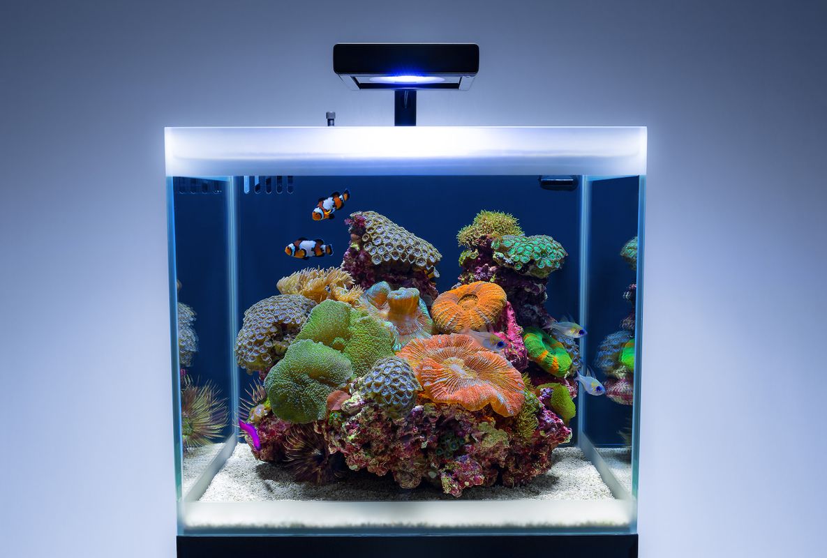 Mr. Kang's Korean reef aquarium is a field of exquisite corals on an  elegant aquascape, Reef Builders, The Reef and…