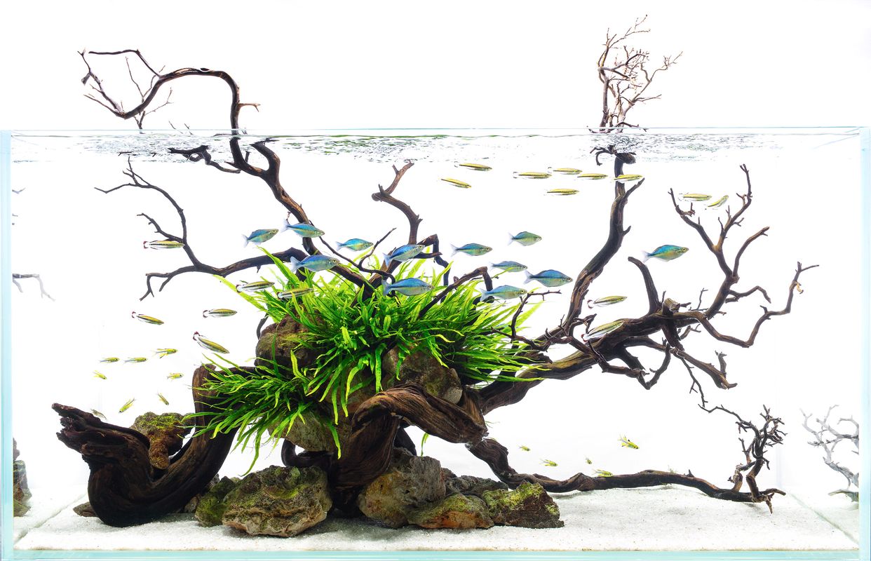 verraden nabootsen Adolescent Aquarium Design Group