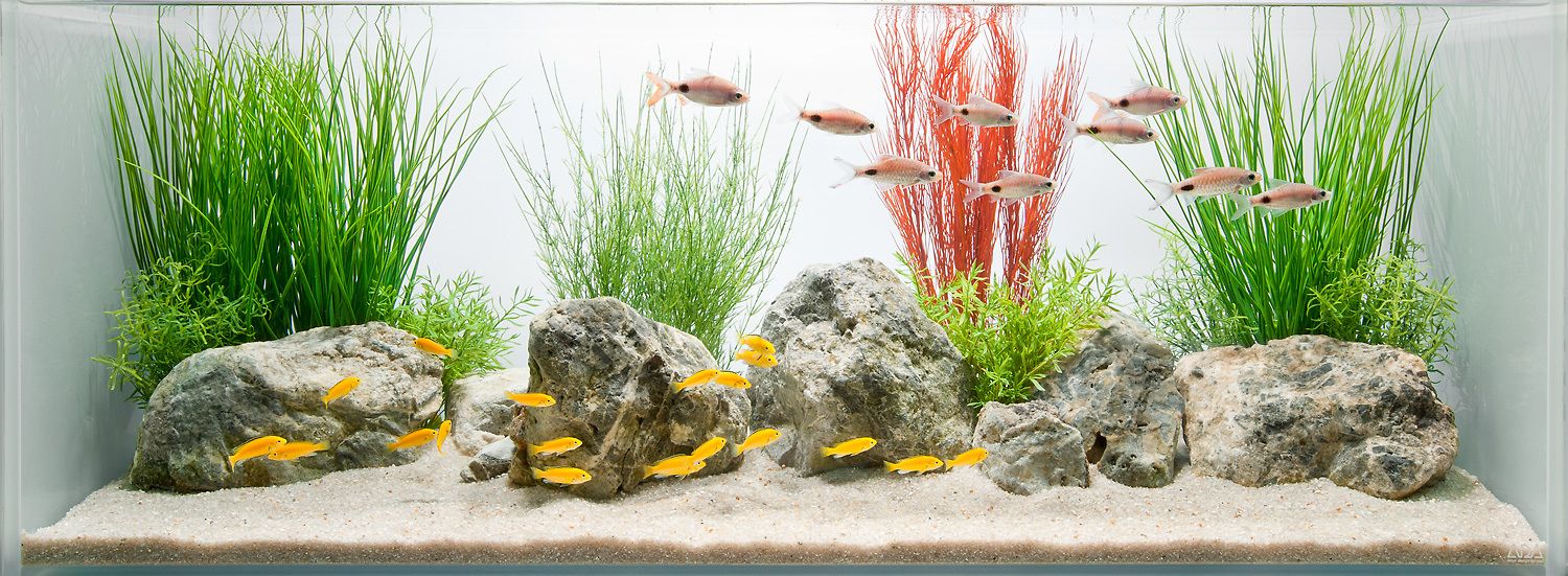 Freshwater Aquariums, Freshwater Fish Tanks - Custom Aquariums