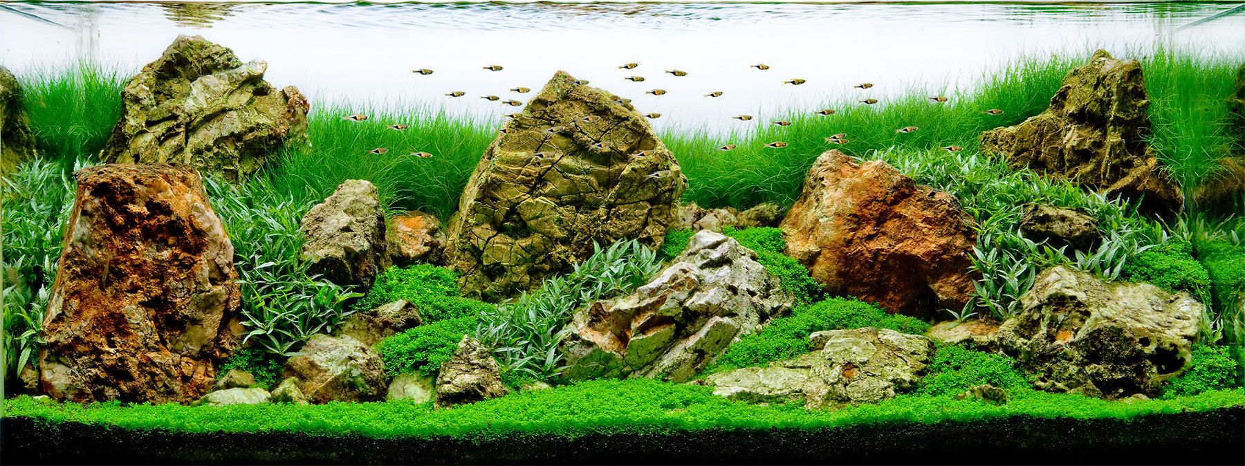 How To Grow Moss In Aquarium Decoration Ideas