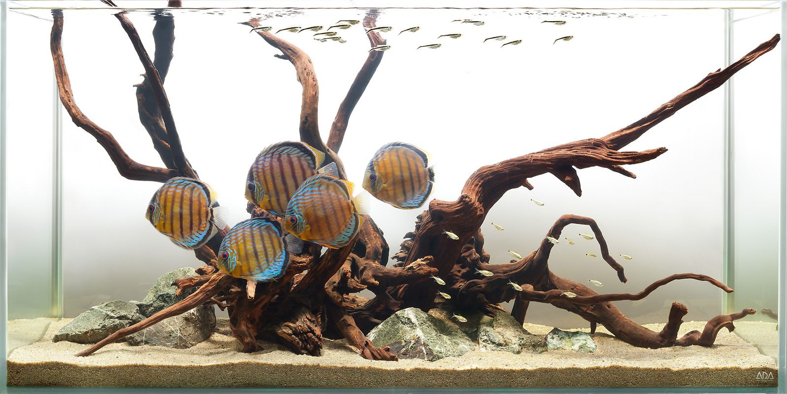 Discus fish hot sale tank decoration