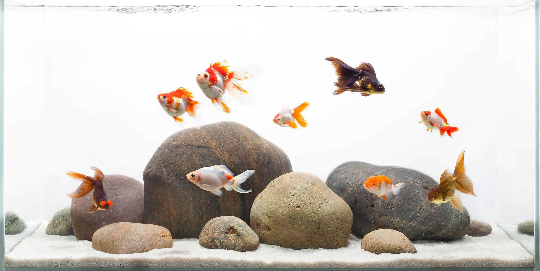 A Layout for Fancy Goldfish