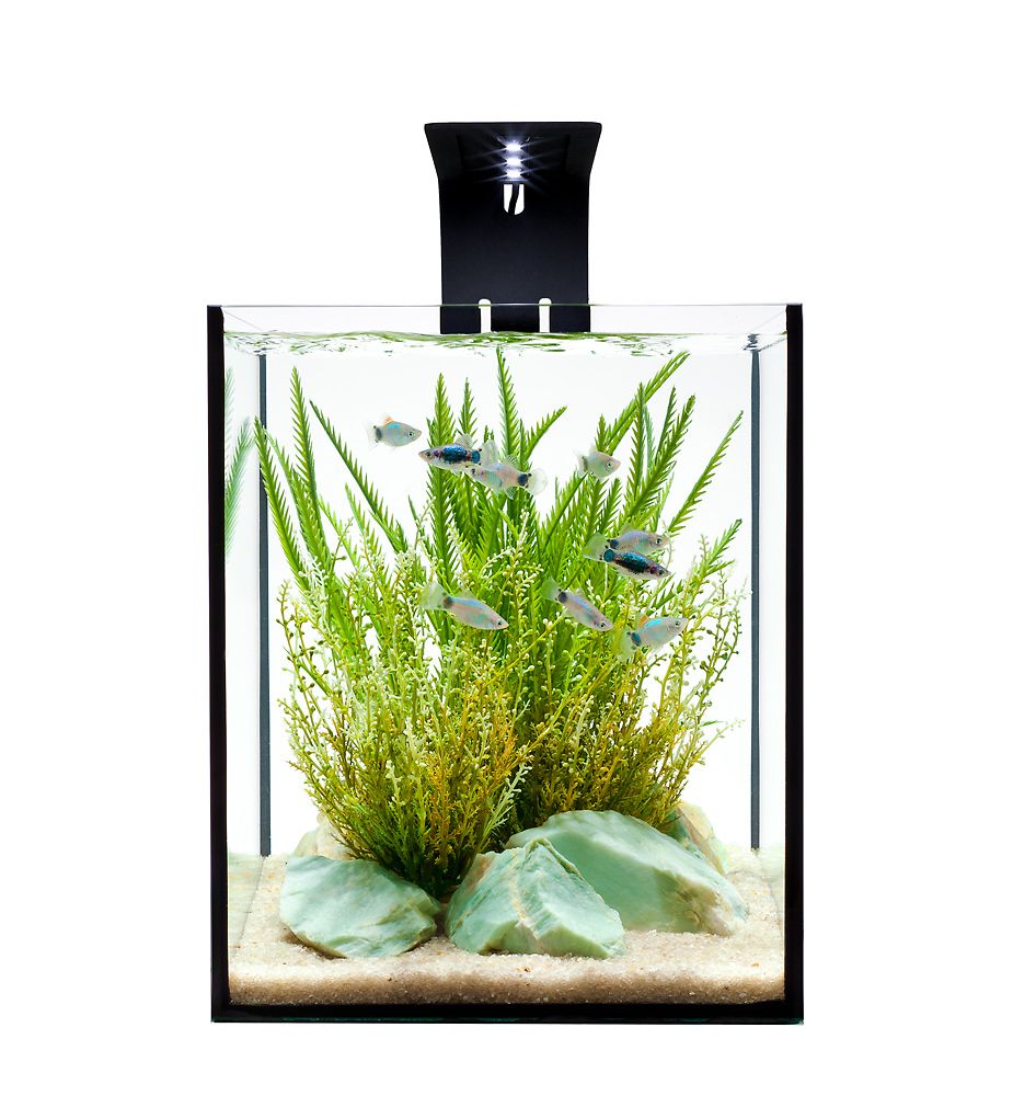 Effective Aquascape Design in a Desktop Aquarium