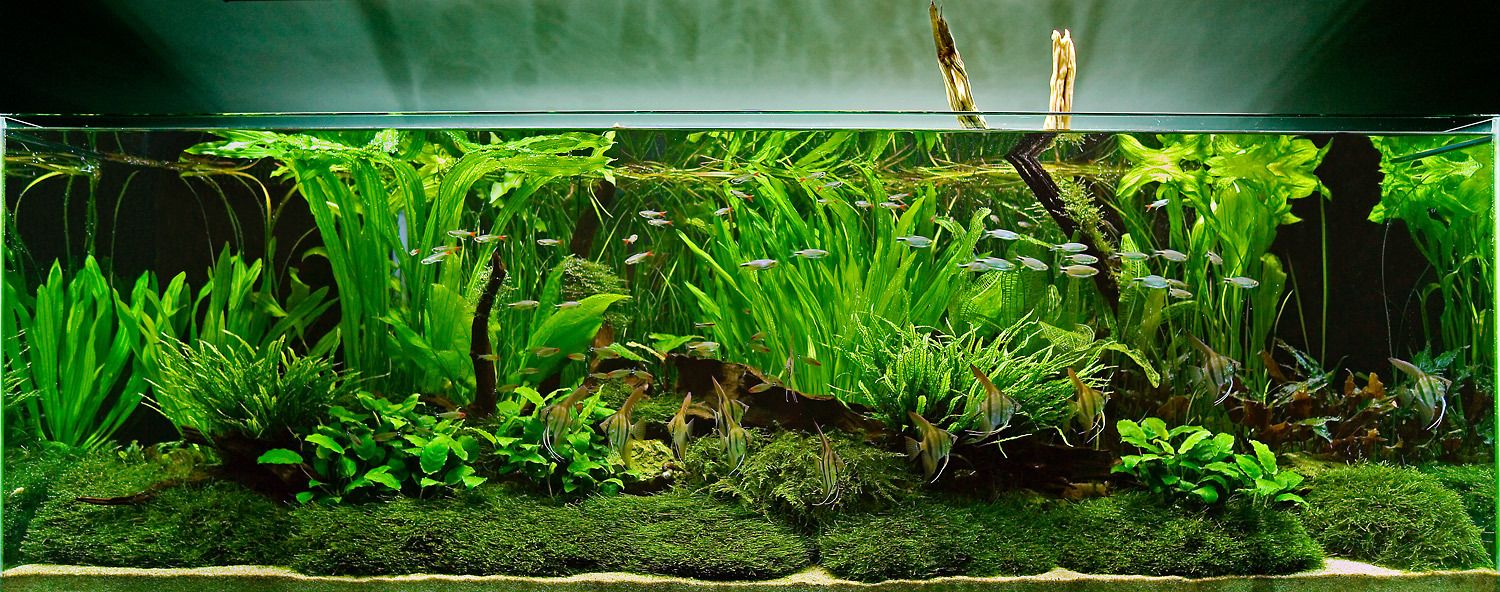 Aquarium Design Group