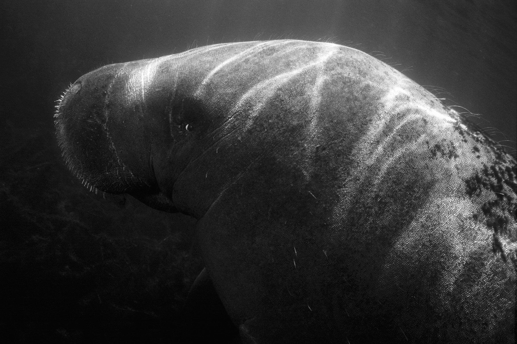 West Indian Manatee